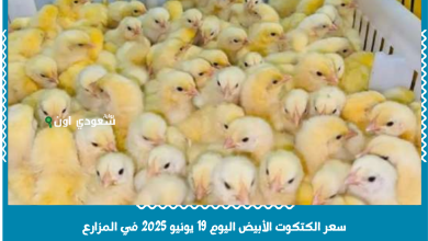سعر الكتكوت الأبيض اليوم 19 يونيو 2025 في المزارع